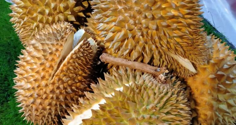 Experience real nature at Rymba Retreat