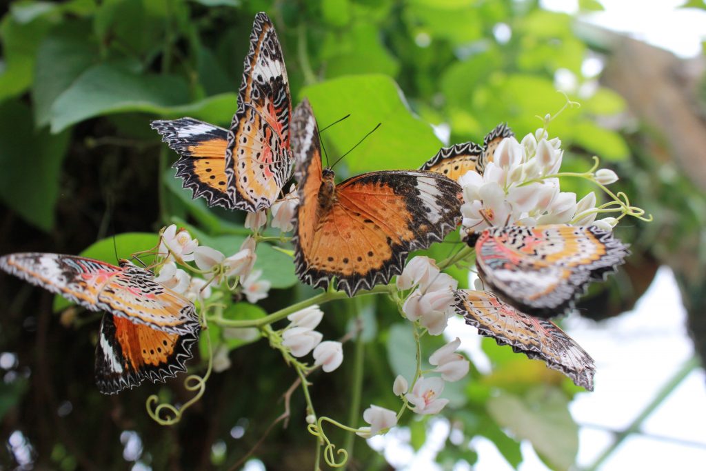 Entopia expecting one millionth visitor