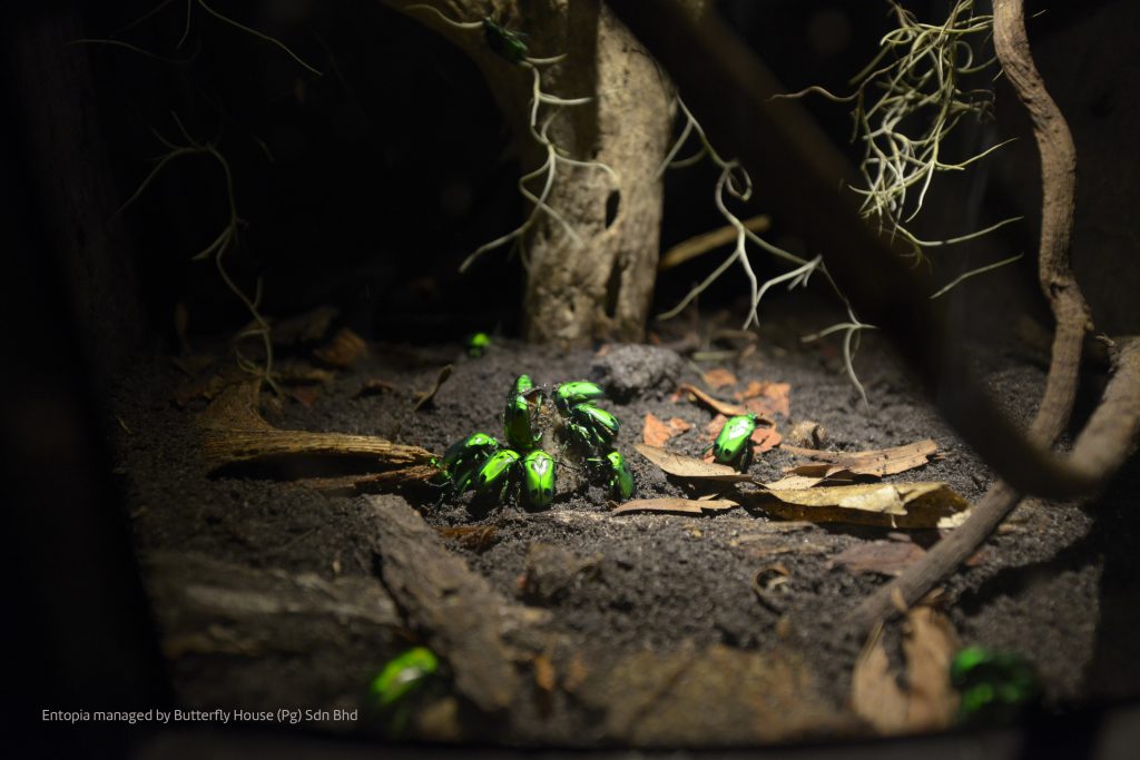 Entopia expecting one millionth visitor