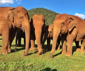 Elephant shelter in dire need of financial support