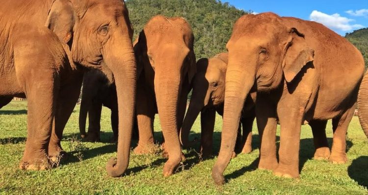 Elephant shelter in dire need of financial support