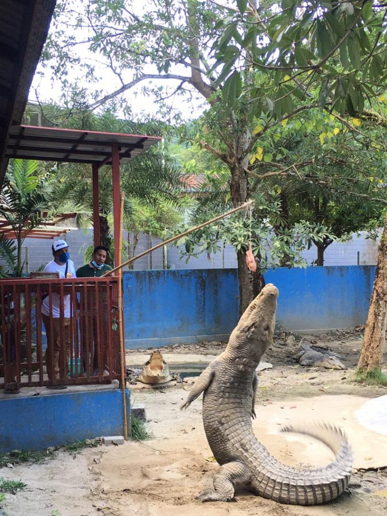 Crocodile feeding show