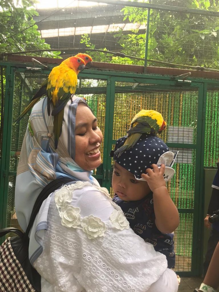 New parrots from Australia