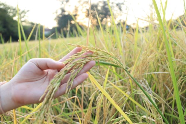 Organic Jasmine rice from Thung Kula Rong Hai is known around the world for its strong aroma, soft texture, and slender grain