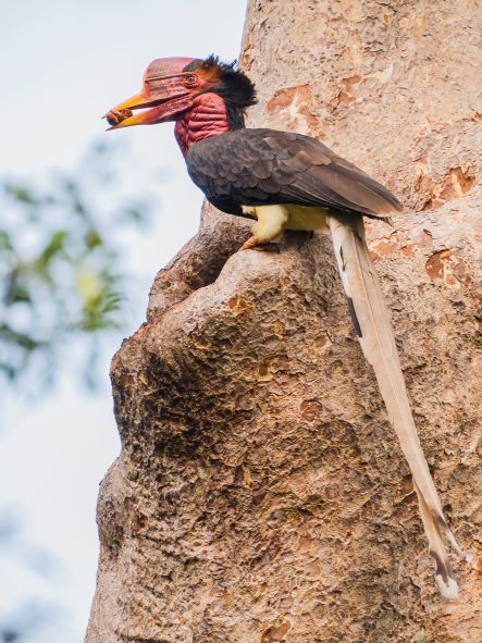 GAIA-Helmeted Hornbill
