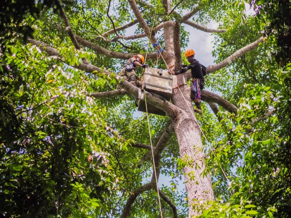 GAIA_Installation of Artificial Nesting Boxes