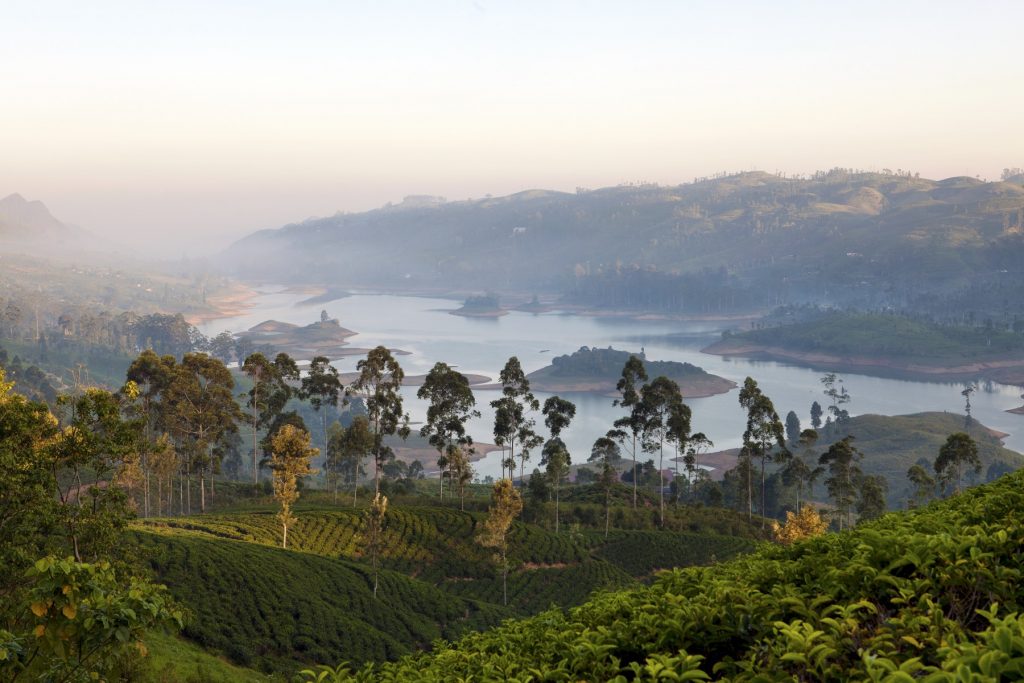 Tea plantation