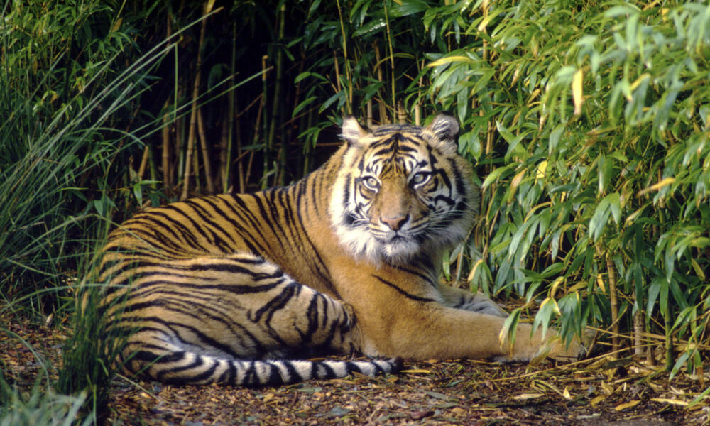 Panthera tigris sumatrae  Sumatran tiger, resting  Sumatra  Indonesia  Project number: ID0091